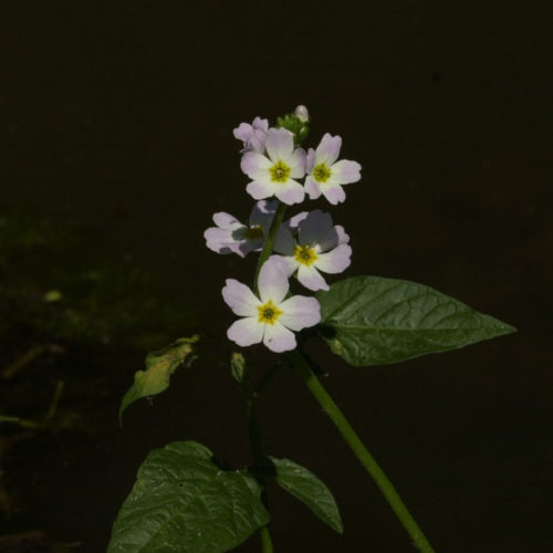 Violette d'eau - Water violet - No 34 (30ml)